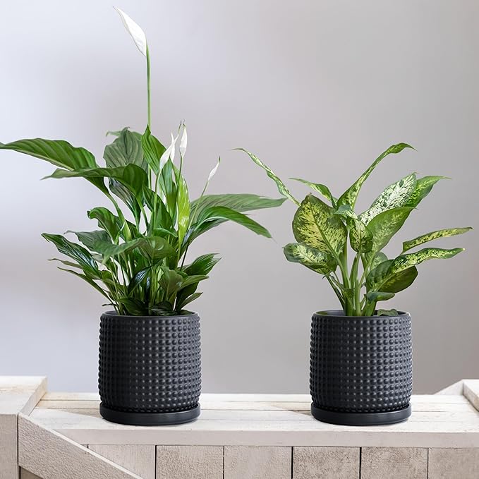 D'vine Dev Set of 2 Ceramic Plants Pots, 6 Inch Beaded Stoneware Flower Pot for Plants with Drainage Hole and Saucer, Ebony Matte, 27-E-X-6