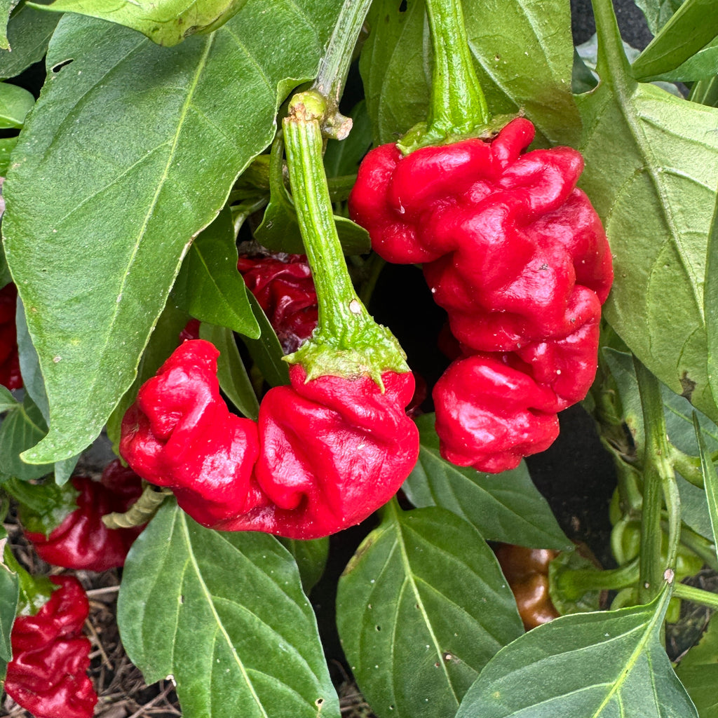 Zou-Pi or Shar Pei - Seeds