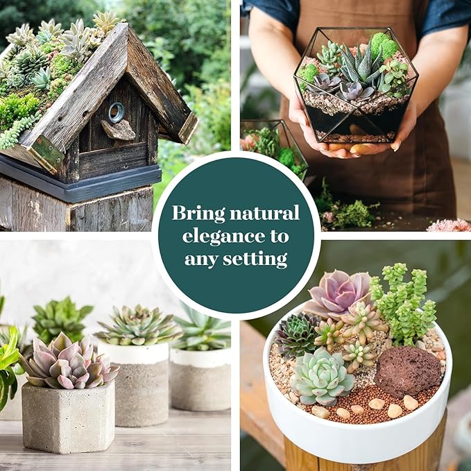 Shop Succulents Mixed Succulent Plant Pack 2" Grow Pot Pack of 256