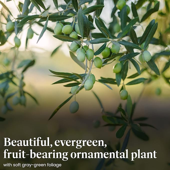 American Plant Exchange Live Arbequina Olive Tree, Fruit Bearing, Plant Pot for Home and Garden Decor, 5-Inch Pot, 1.5 Ft Tall