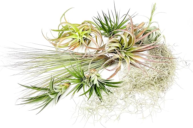 Holiday Hosting Gift Box Giant - 13ct -Tillandsia Air Plant Set - Live Arrival Guaranteed - House Plants for Home Decor & Gift