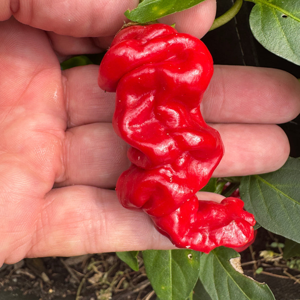 Zou-Pi or Shar Pei - Seeds