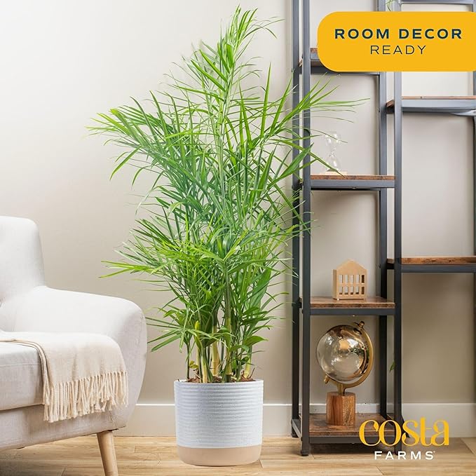Costa Farms Bamboo Palm, Easy to Grow Houseplant, Live Indoor Plant Potted in Decor Plant Pot, Room or Office Decor, 3-4 Feet Tall