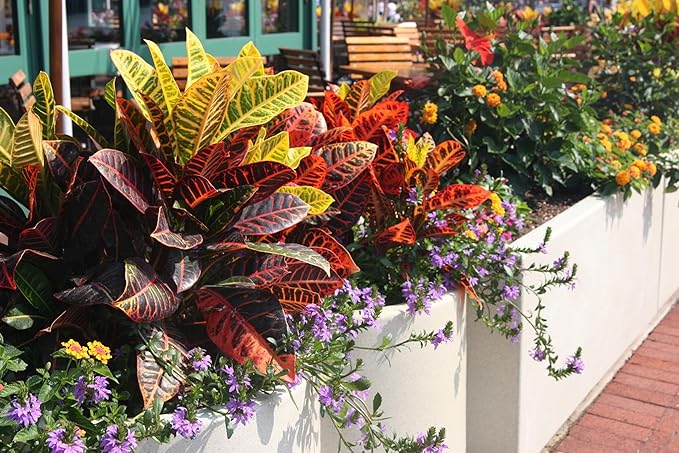 Assorted Foliage Potting Soil - All-Natural Blend for Thriving Diverse Foliage Displays - Enhances Nutrient Uptake - 10 Quart