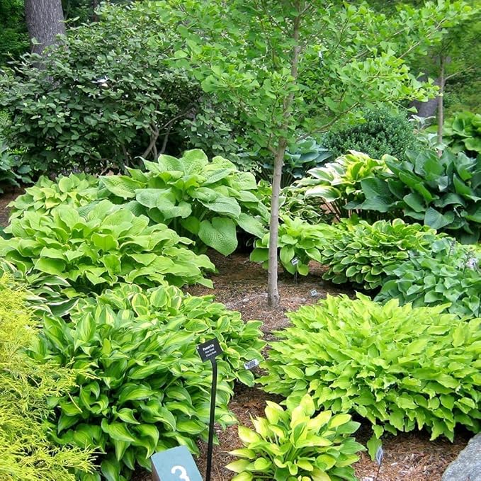Ultimate Hosta Garden Collection 6-Pack of Bare Roots Hardy Mixed Heart-Shaped Hosta - Rich Green Foliage, Low Maintenance, Heart Shaped Leaves Great Perennials - 1000'S Sold