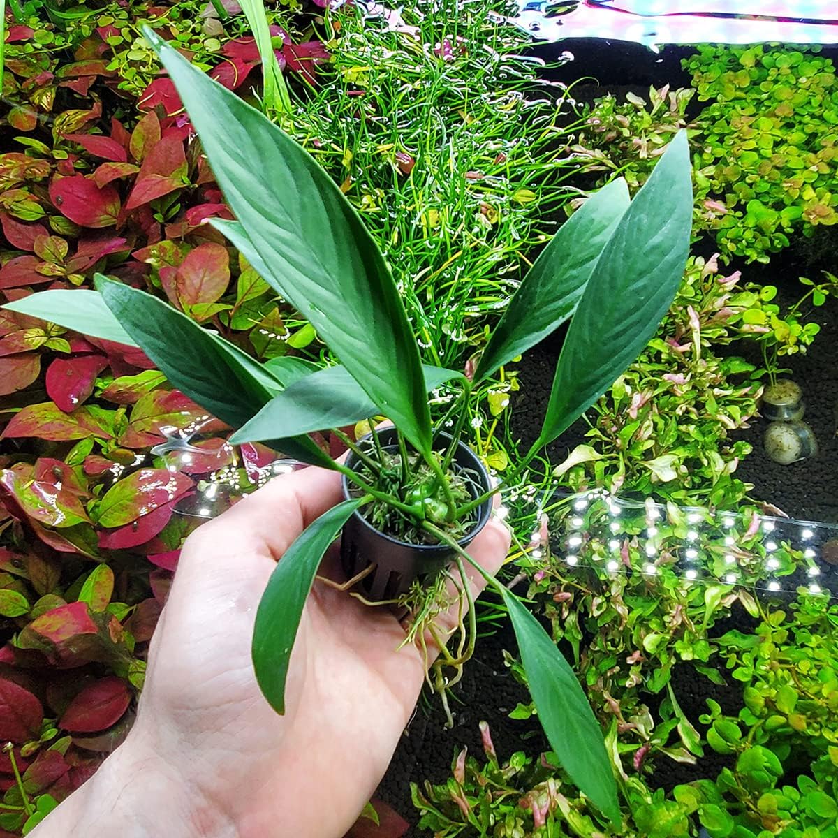 Anubias Live Aquarium Plants - Potted Freshwater Plant for Fish Tanks, Terrariums - Beginner Friendly Low Light (Glabra, 1 Pot)