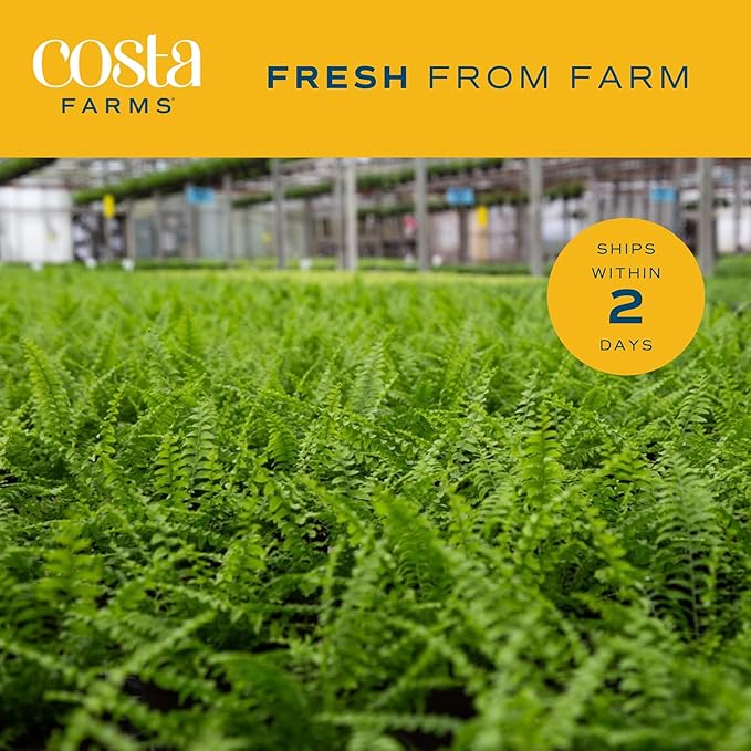 Costa Farms Ferns (2 Pack), Live Premium Boston Fern Plants in Hanging Basket Planters, Houseplants Potted in Soil Potting Mix, Outdoor Garden Gift, Beautiful Home Patio Décor, 16-Inches Tall