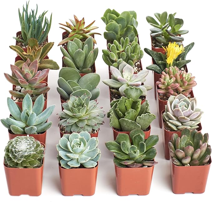 Shop Succulents Unique Succulent Plant Pack Collection - Live Mini Succulent Plants, Low Maintenance, Exceptional Colors & Textures - Wedding and Party Favors, Gift & Garden, Pack of 20