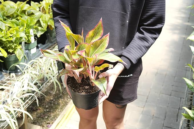 Premium Aglaonema Plant Potting Mix - Crafted for Healthy Growth and Radiant Foliage - 1 Quart, MAIN-AGLAONEMA-1QT