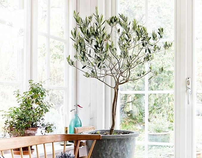 Premium Potting Mix for Olive Trees by Gardenera - 20 Quart - Promotes Strong Roots and Abundant Harvests (4 Bags of 5 Quart)