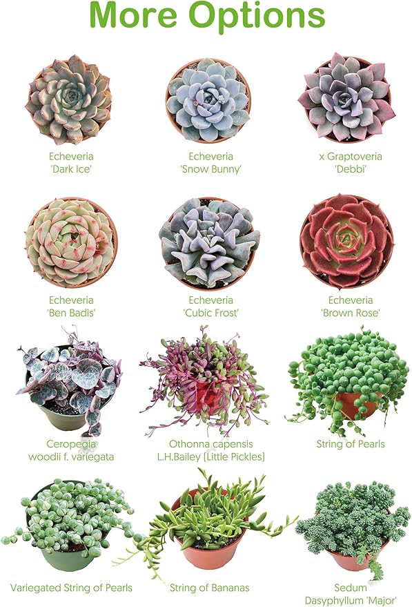 Live Succulents 'Baby Toes' (4-inch), Succulent Plants Fully Rooted in Pots with Soil, Easy-Care House Plant for DIY, Home Office Decor, Wedding Party Favor