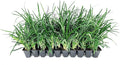 Liriope Super Blue | 3 Live Plants | Liriope muscari 'Super Blue' | Ornamental Ground Cover Plants | Shade-Tolerant Landscaping Perennial