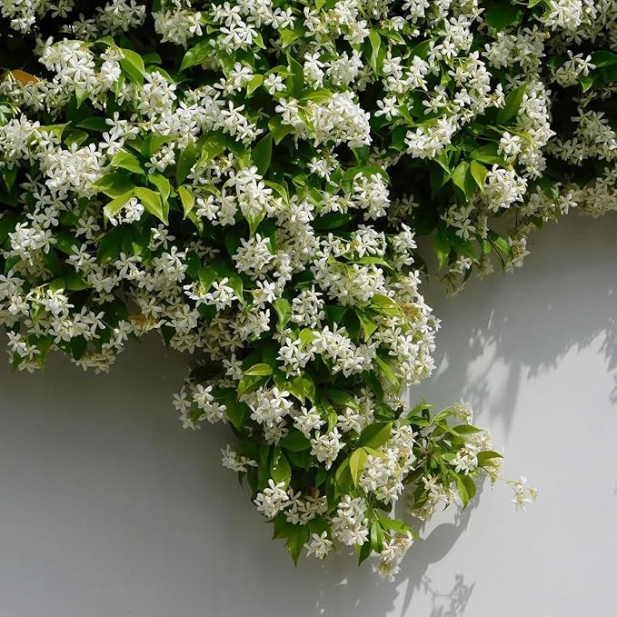 Star Jasmine/Confederate Jasmine - Trachelospermum Jasminoides. Live. Fragrant Flowers. (2 Plants in Sac)