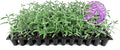Salvia Mexican Sage Plants | 3 Live Seedlings | Salvia leucantha | Velvety Purple Flower Spikes | Drought Tolerant Landscape Perennial