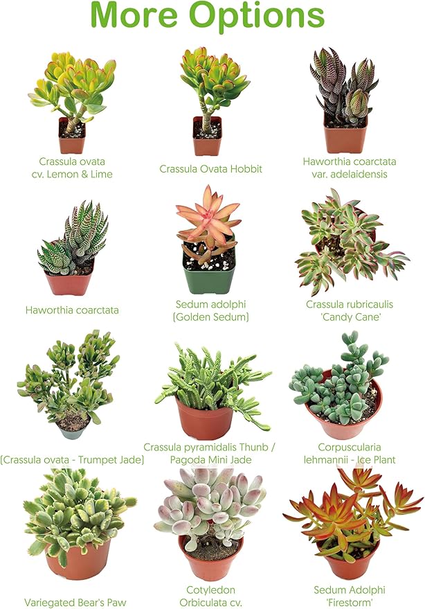 Live Succulents 'Bunny Ear Cactus' (4-inch), Succulent Plants Fully Rooted in Pots with Soil, Easy-Care House Plant for DIY, Home Office Decor, Wedding Party Favor