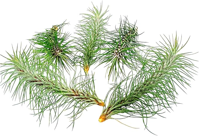 Air Plants - Colombian Tillandsia Funckiana, Large 5" - 5ct - Live Arrival Guaranteed - House Plants for Home Decor & Gift