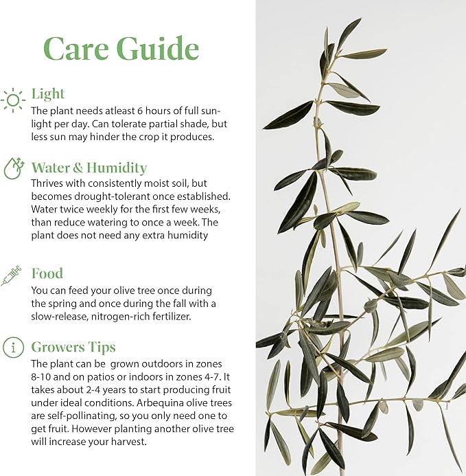 American Plant Exchange Live Arbequina Olive Tree, Fruit Bearing, Plant Pot for Home and Garden Decor, 5-Inch Pot, 1.5 Ft Tall