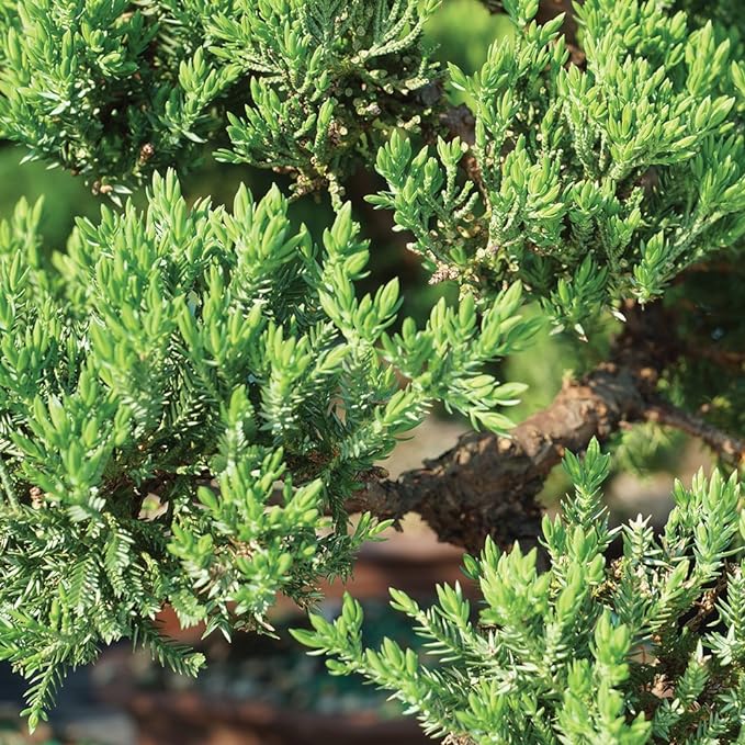 Brussel's Bonsai Brussel's Green Mound Juniper Bonsai in Zen Reflections Pot, SMALL