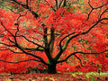 Red Japanese Maple - Live Plant 2-3 feet Tall - Deep Red Leaves
