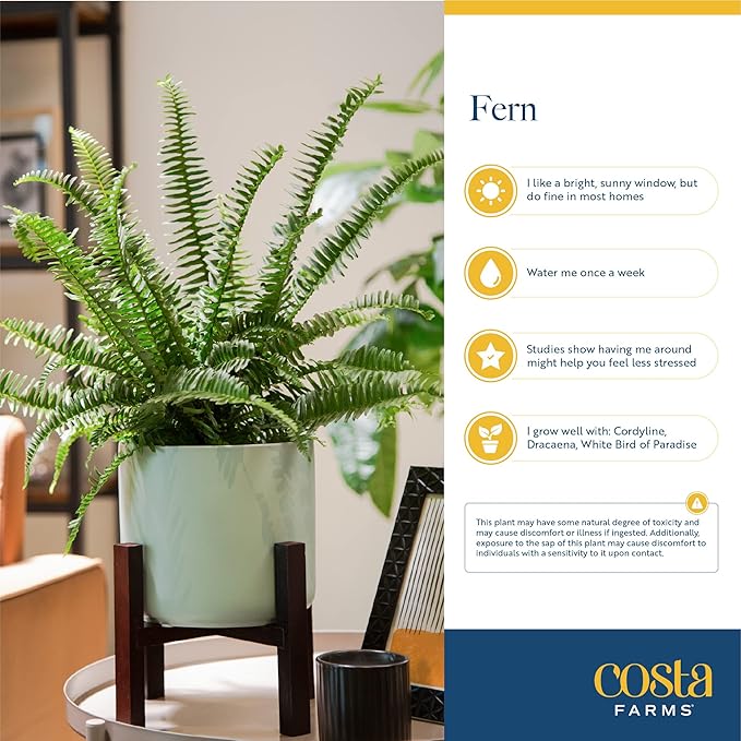 Costa Farms Bird's Nest Fern Live Indoor House Plant 15-Inches Tall, Grower's Pot