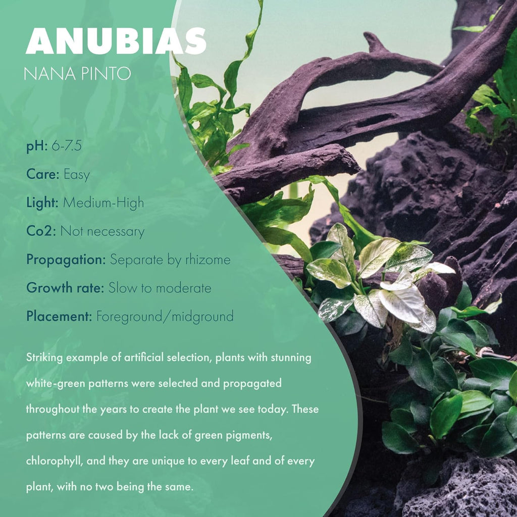 Anubias Live Aquarium Plants - Potted Freshwater Plant for Fish Tanks, Terrariums - Beginner Friendly Low Light (Nana Pinto, 1 Pot)