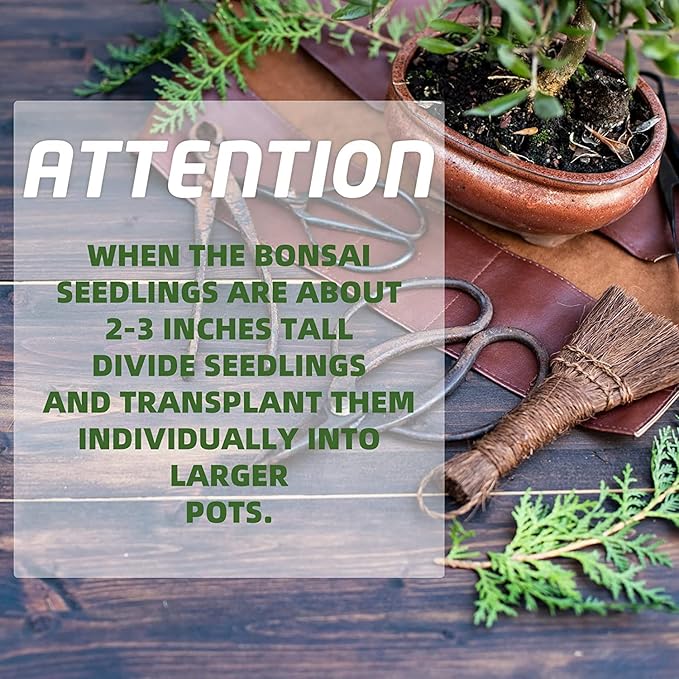 Bonsai Tree Kit with Complete Plant Growing Tools, Grow in Pot Indoor Bonsai Tree Starter Kit, Home Gardening DIY Gift for Adult