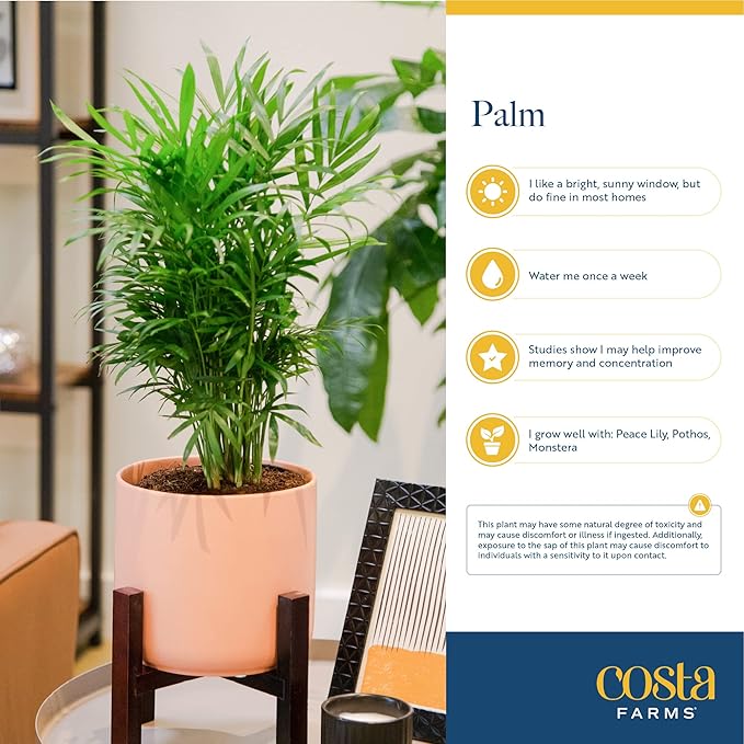 Costa Farms Majesty Palm Live Plant, Indoor and Outdoor Live Palm Tree, Potted in Premium Decor Planter, Tropical Patio, Balcony, Home Decor, Perfect House Plant Gift for Housewarming, 3-4 Feet Tall