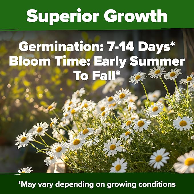 HOME GROWN 𝗨𝗦𝗔 𝗣𝗥𝗘𝗠𝗜𝗨𝗠 German Chamomile Seed Pack – 2,280 𝗡𝗢𝗡-𝗚𝗠𝗢 Heirloom Seeds for Planting for Sustainable Gardens and Soothing Medicinal Herbal Teas (Matricaria chamomilla)
