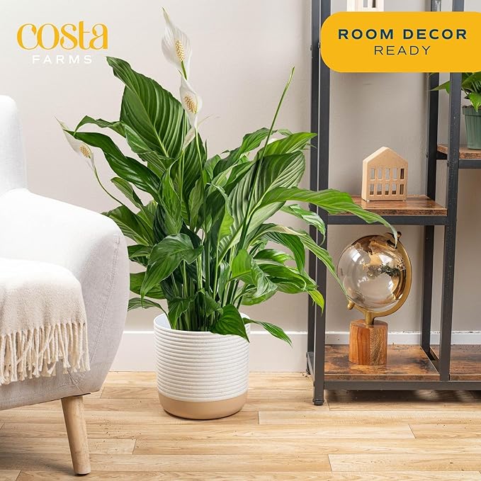 Costa Farms Spathiphyllum Peace Lily Live Indoor Plant, 3-Foot