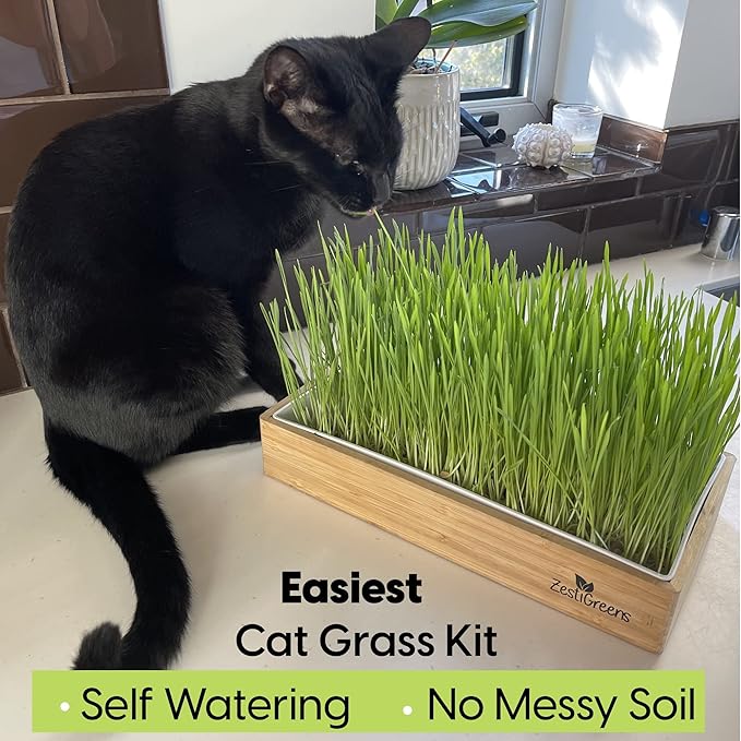 Self-Watering Cat Grass Kit. Hands Down The Easiest Way to Grow Cat Grass. Everything Included to Grow a Large Crop of Delicious Cat Grass.