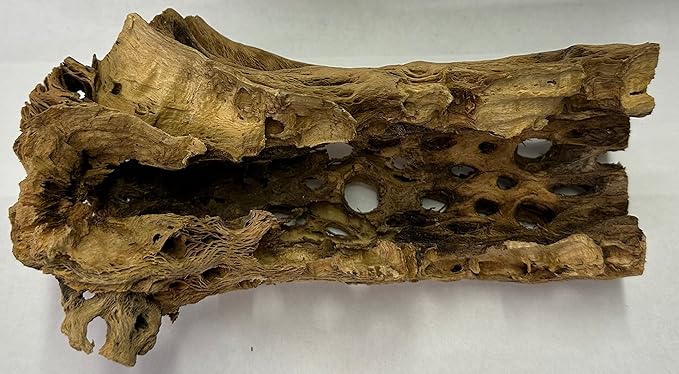 Natural Cholla Wood Chunk Large Air Plant Display Holders Individually Unique Decorative Stands or Holder (Cholla Chunk Large)