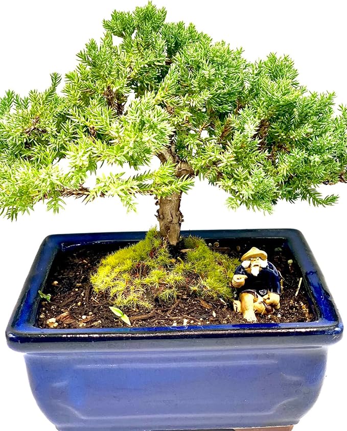 Live Dwarf Juniper Bonsai Tree 7 Year Old | Juniper or Jade Bonsai Tree | Indoor/Outdoor | 100% Handcrafted| Home and Office Décor | Best Gift for Holiday