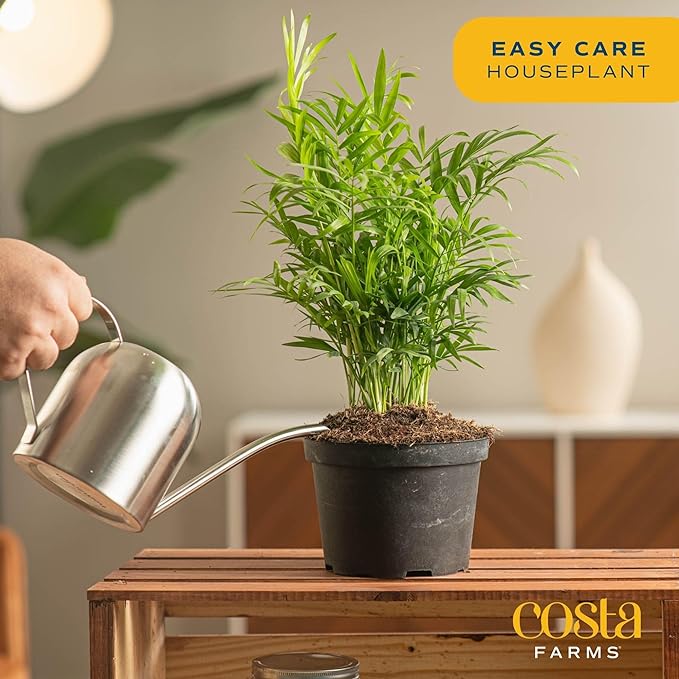 Costa Farms Parlor Palm, Neanthebella, Easy to Grow Houseplant Potted in Décor Plant Pot, Everyday Gift for Mom, For Wife, From Daughter, Son, Room or Home Decor, 1 Foot Tall