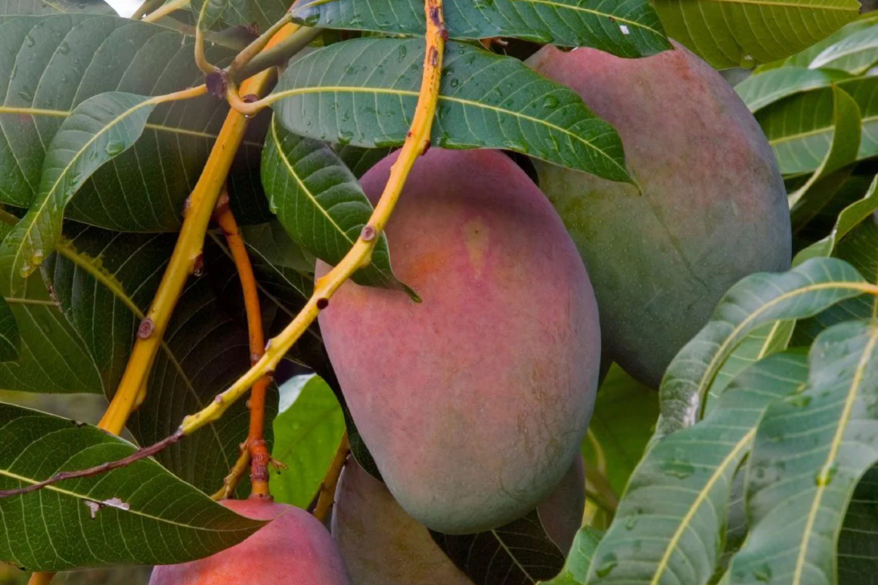 1 Grafted Mango Julie Tree - Live Fruit Tree 3’-4’ Tall | Sweet Fiber-Free Mangoes | Tropical Beauty for Gardens