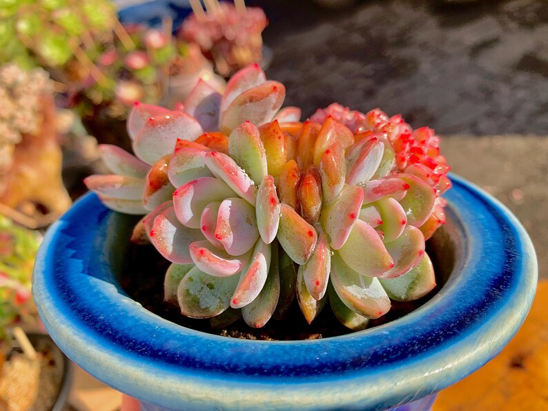 Boutique Echeveria ‘Orange Monroe’ Live Succulent | Rare Character Natural Form Succulent Plant | WYSIWYG | Bare Root Cluster Survive 2512-049