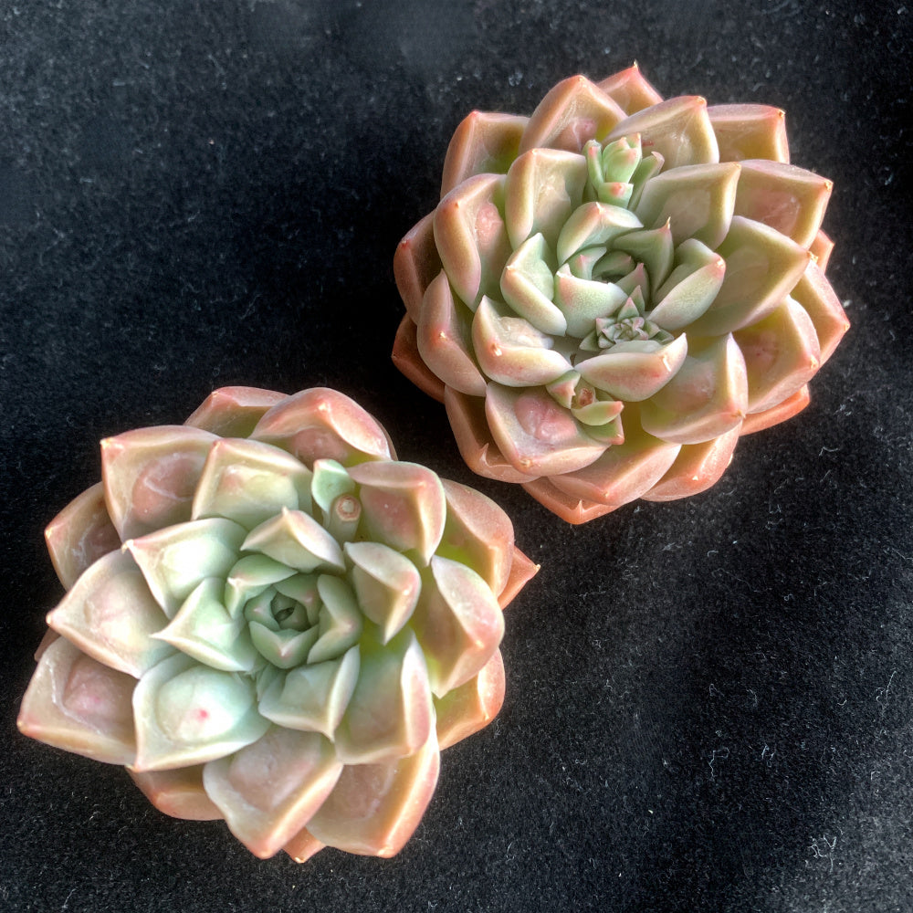 Father's Day Gift: Echeveria 'Doctor Strange' - Rare Succulent Highly Sought-after - Rewarding Plant Add a Striking "Alien" Look