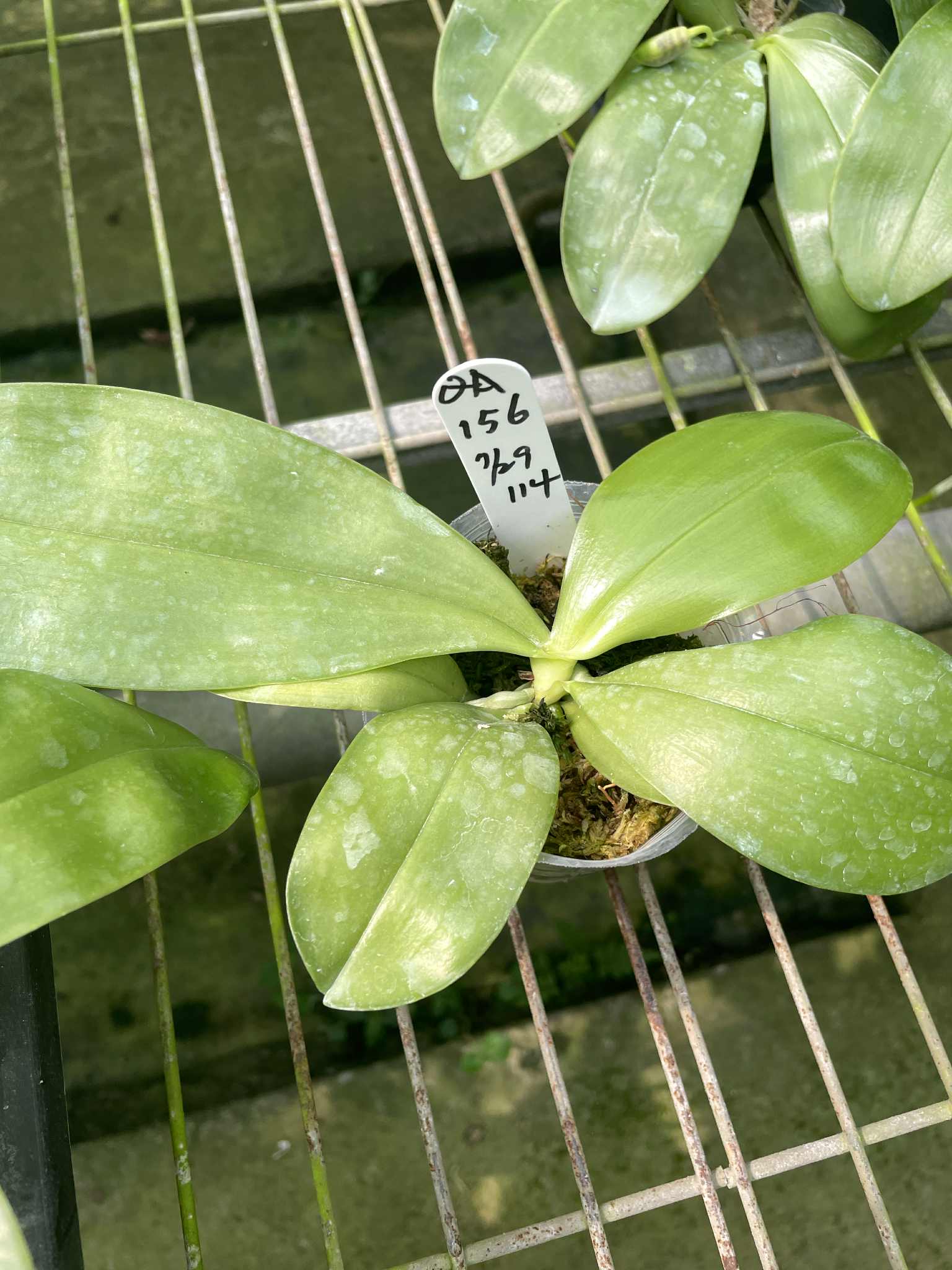 Phalaenopsis (Mainshow Sapphire x Jennifer Palomer) QA156