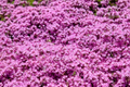 Creeping Thyme Seeds | Bulk Non-GMO Pink Groundcover Seeds | Thymus serpyllum
