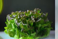700 Seeds Bronze Mignonette Butterhead Lettuce Heirloom Lactuca sativa, Tender Bronze-Tinted Leaves, Salad & Sandwich Greens