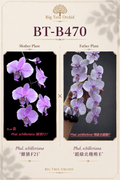 Phalaenopsis schilleriana (F21 x Super Polar Bear E)