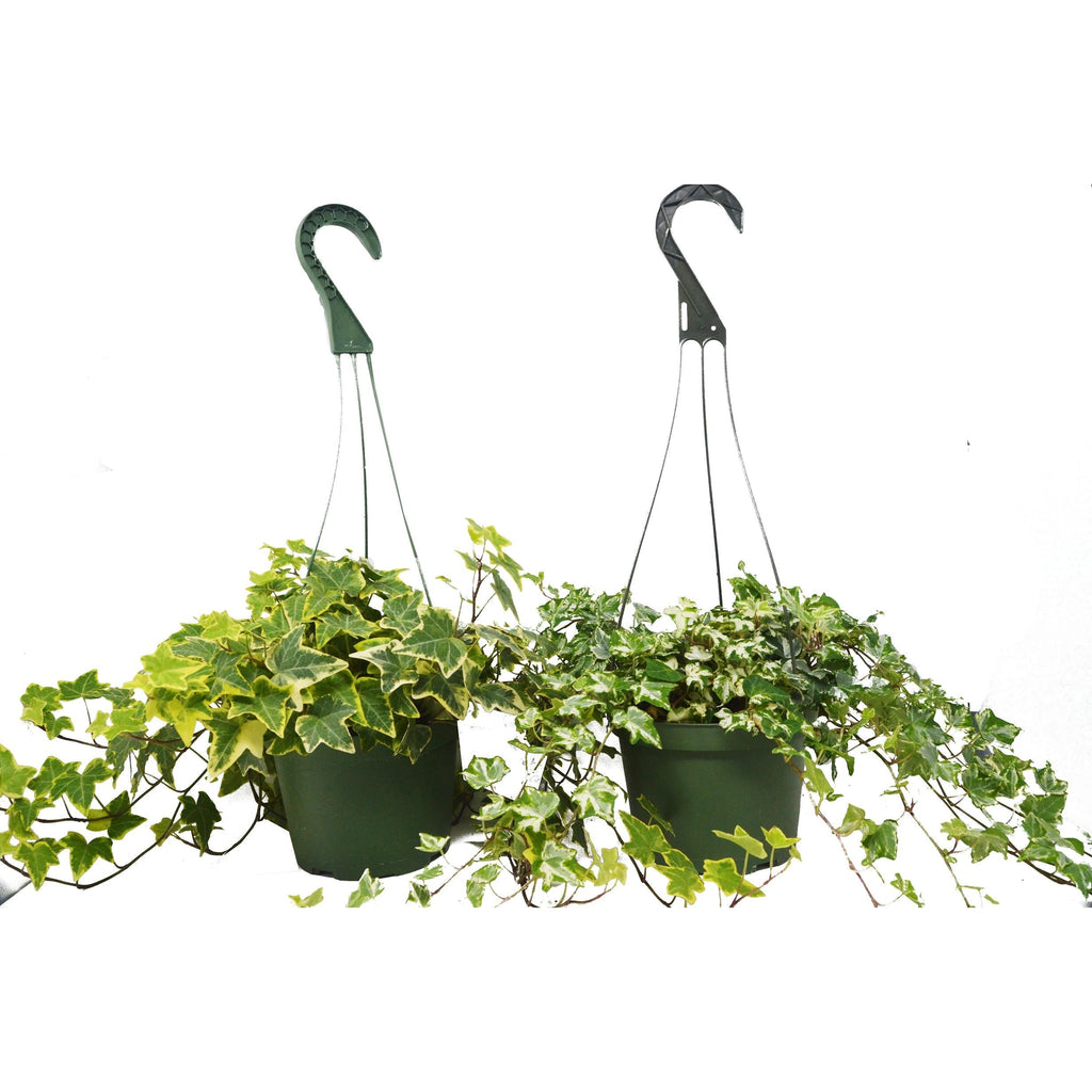 2 English Ivy Variety Pack - 4" Pot