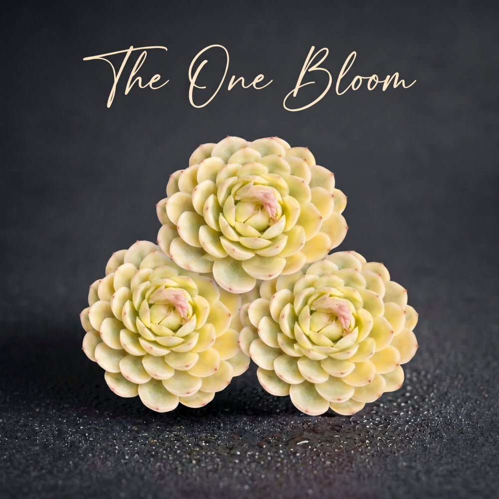 Rare Pastel Succulent Gift - Echeveria 'Strawberry Ice' Variegata - Single-plant Diameter Approx. 3"–3.5"