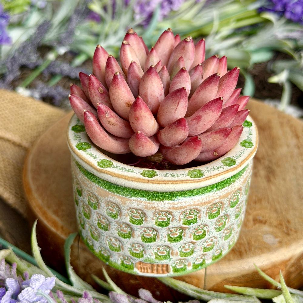 WS-0047 Unique Handmade Pottery Planter Pot - Pot rim diameter: 2.4"