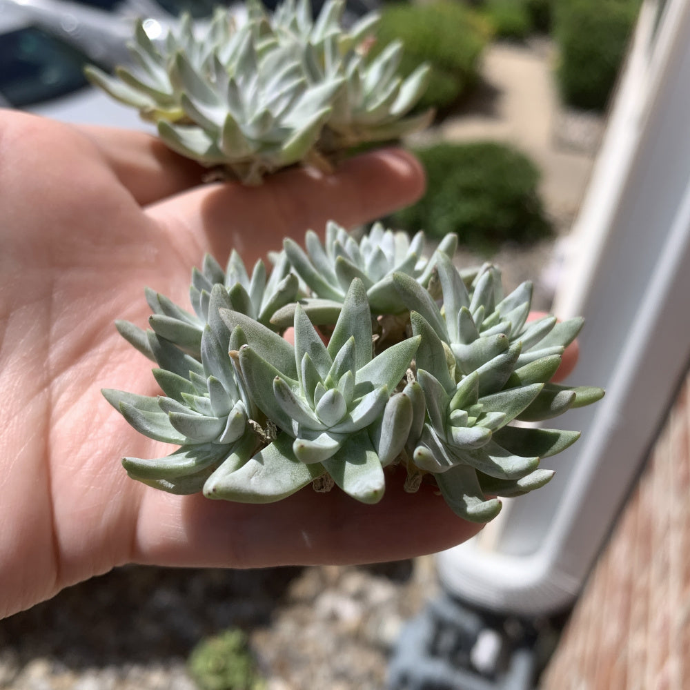 Dudleya gnoma S.W.McCabe - Single Diameter Approx. 2"-2.5"