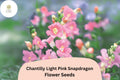 Chantilly Light Pink Snapdragon Seeds - 1000+ Tall, Fragrant Antirrhinum majus for Garden & Cut Flowers