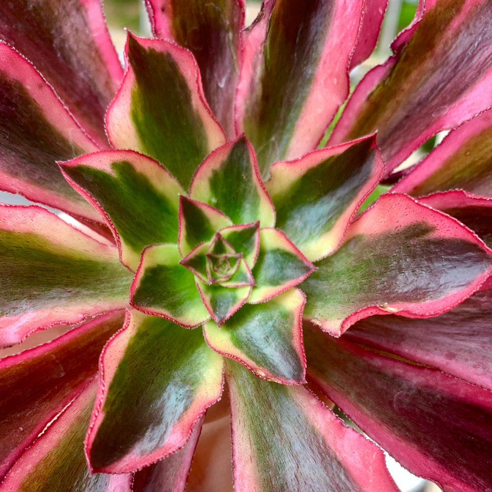 Rare Aeonium 'Phantom' Variegata | 4" Bare Root Succulent | Roots Trimmed & Air Dried | No Pot/Soil | Free Ship 35+ | Live Houseplant