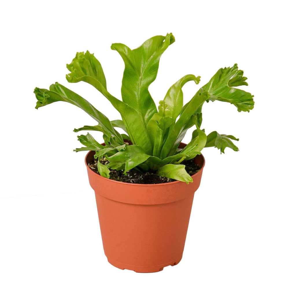Bird's Nest 'Leslie' Fern