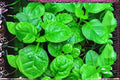 Malabar Spinach Seeds Green Vines Supreme, Basella alba, Climbing Leafy Green, Heat-Tolerant, Edible Vine, 500mg Seed Pack