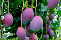 Grafted Palmer Mango Tree (Mangifera) Starter 3’-4’ - Large Juicy Fruit, Tropical Garden Beauty