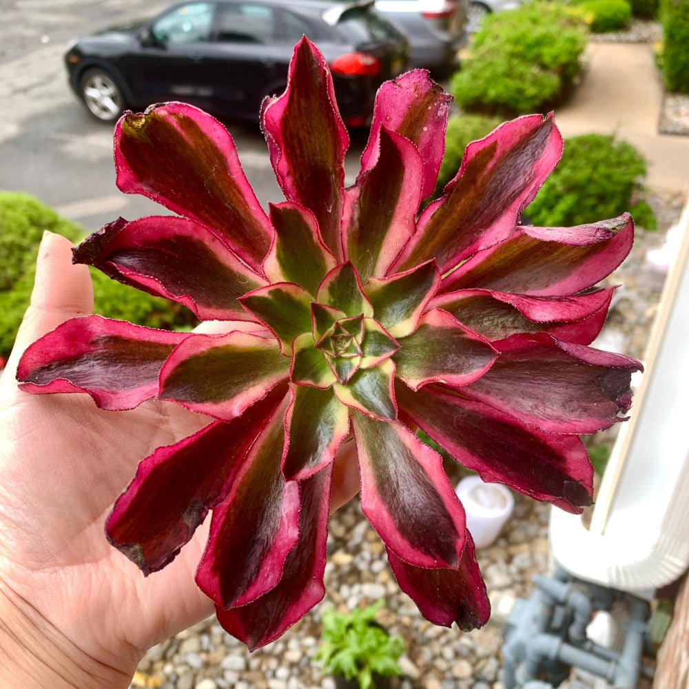 Rare Aeonium 'Phantom' Variegata | 4" Bare Root Succulent | Roots Trimmed & Air Dried | No Pot/Soil | Free Ship 35+ | Live Houseplant